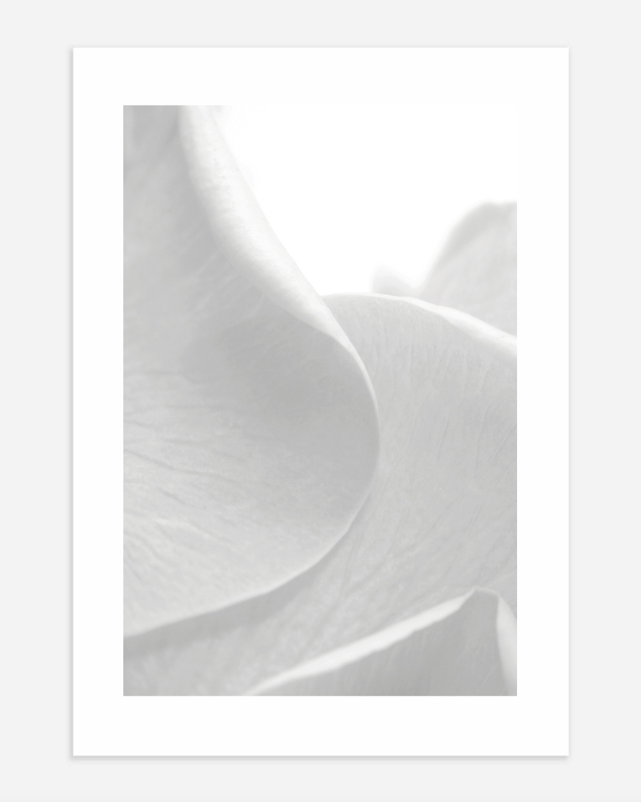 A poster of a Soft white petals in minimal macro closeup
