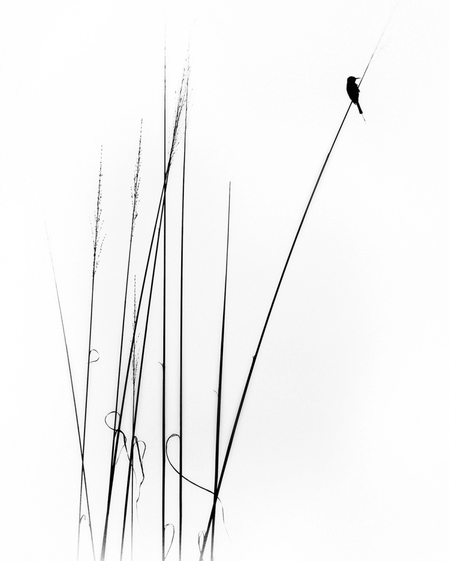 Black and white photo of a bird silhouette perched on a thin reed stem above slender grasses