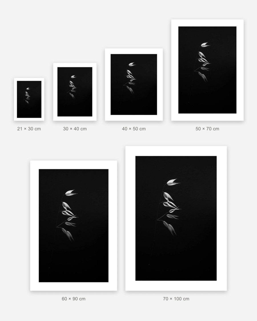 Glowing Oat Stem poster in 6 sizes, shown to scale: 21 × 30, 30 × 40, 40 × 50, 50 × 70, 60 × 90 and 70 × 100 cm