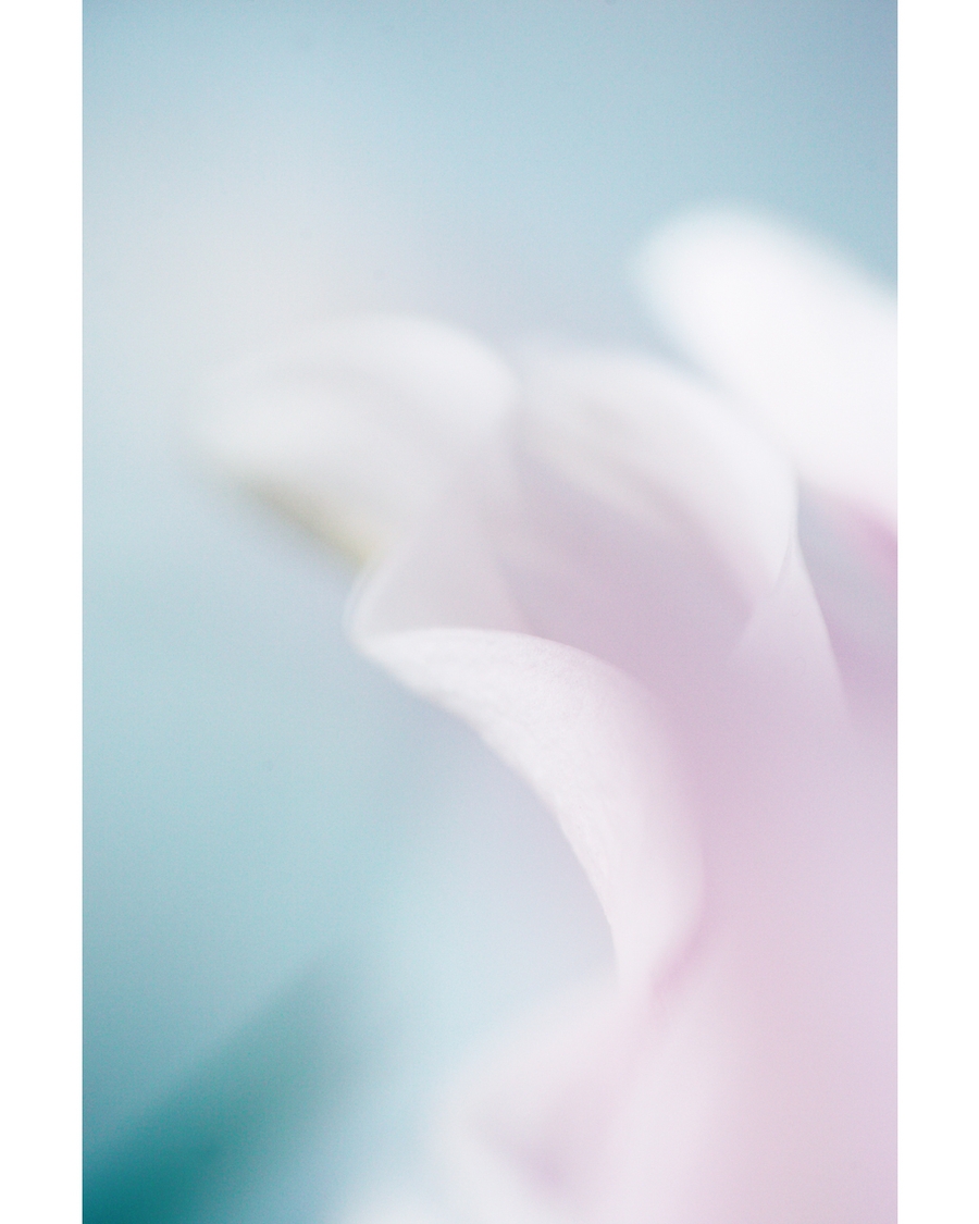 Soft pastel flower petals in blue and pink