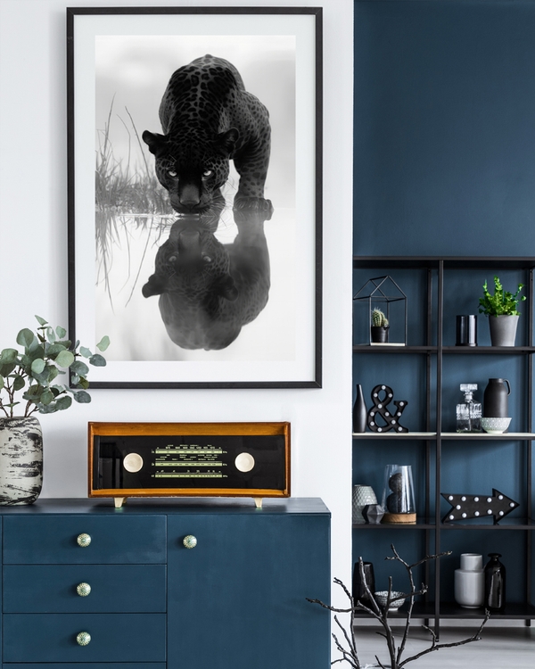 A poster of a black jaguar drinking water with mirrored reflection