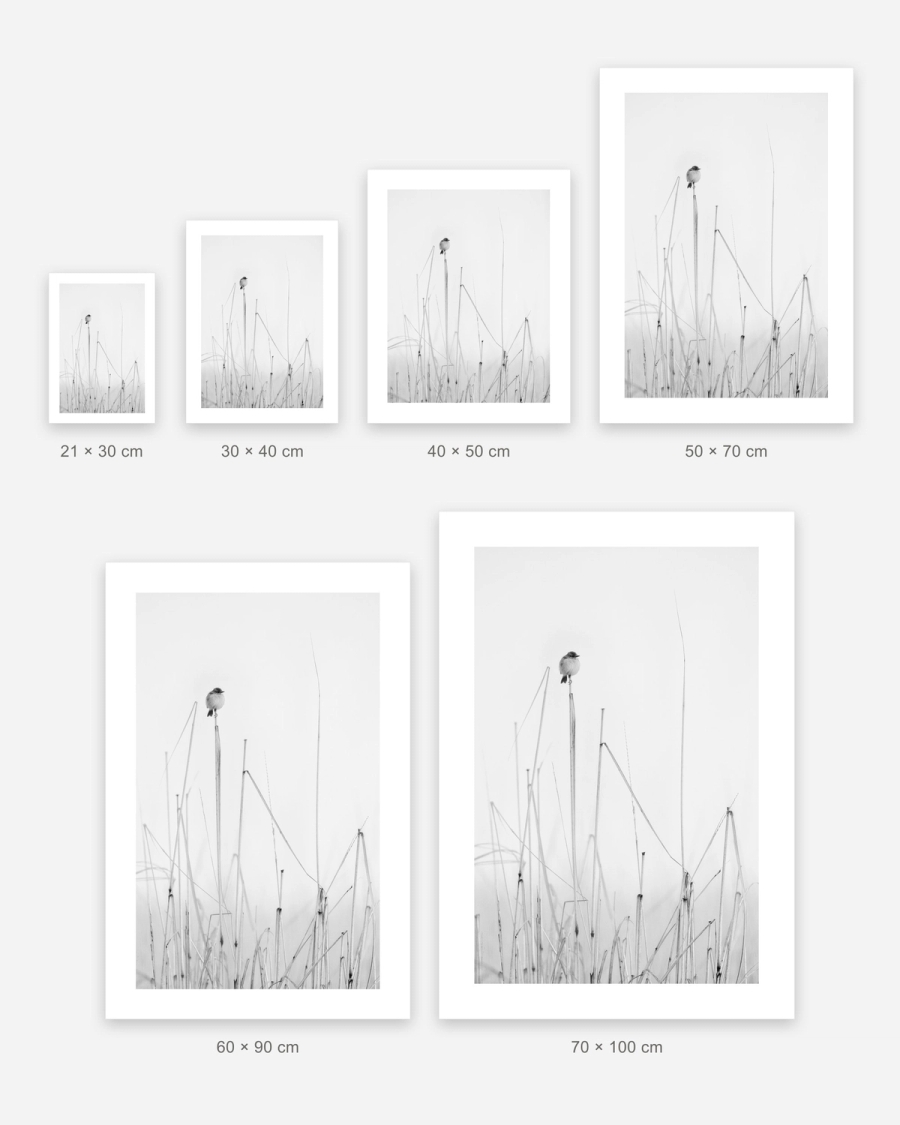 Perched Above the Reeds poster in 6 sizes, shown to scale: 21 × 30, 30 × 40, 40 × 50, 50 × 70, 60 × 90 and 70 × 100 cm