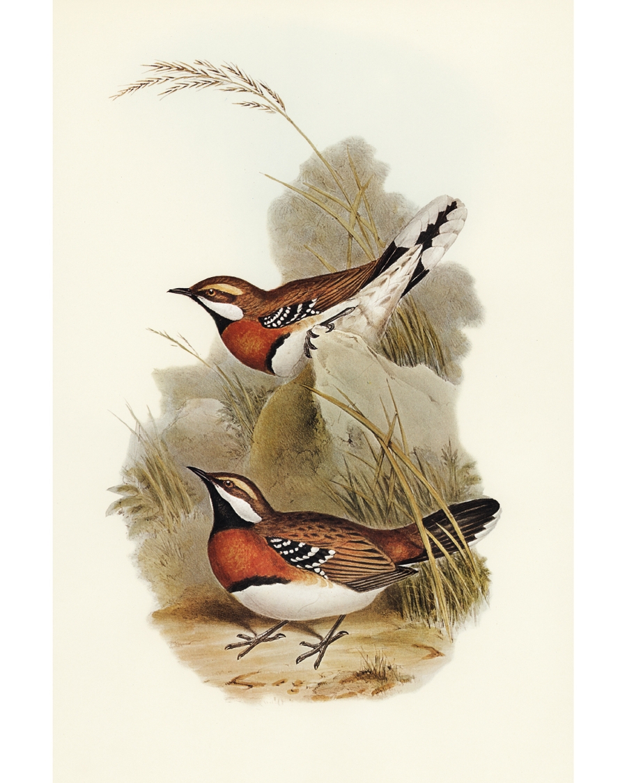 Illustrated birds standing and flying in natural setting