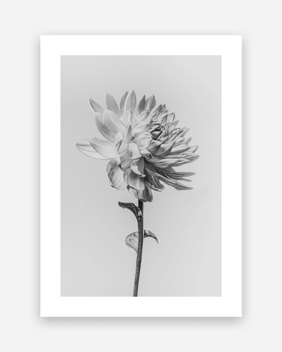 Silver Dahlia poster with a white border, unframed on a light gray background