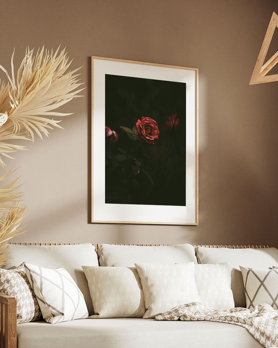 Red rose on a dark background