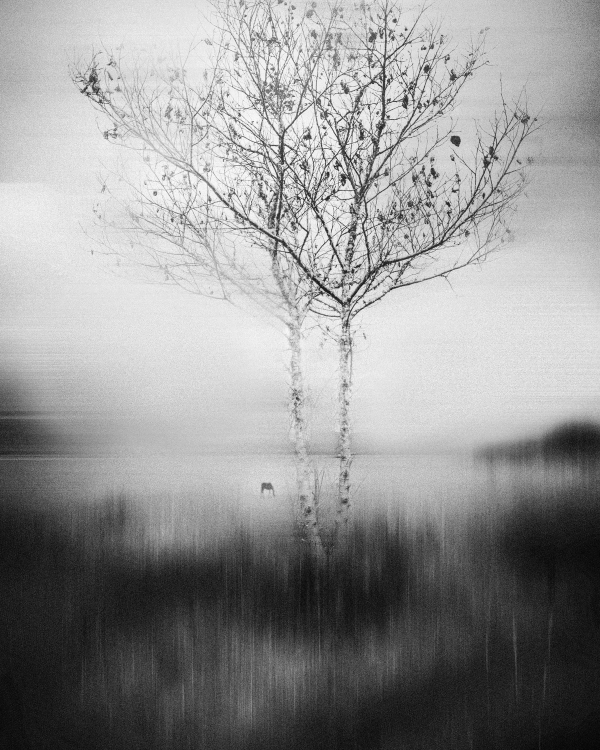 Black and white photograph of a bare tree in fog above a dark, blurred field
