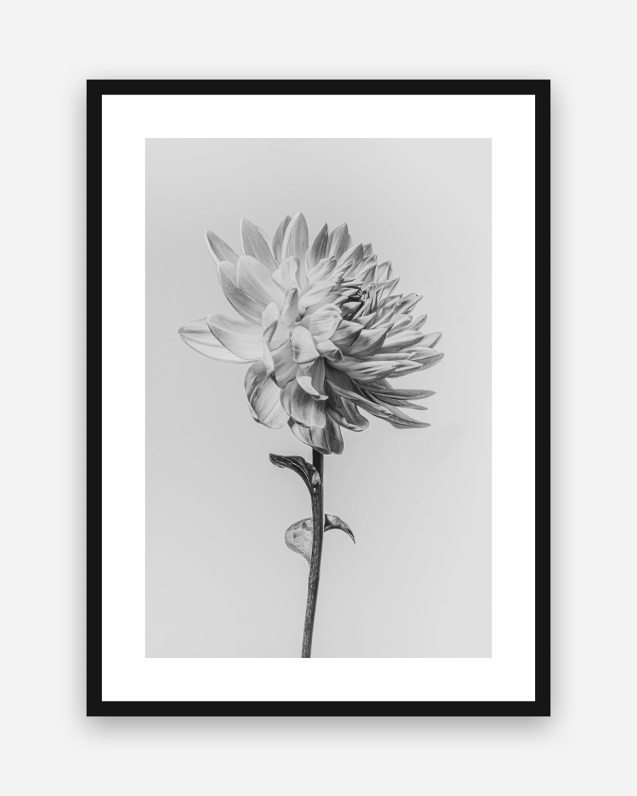Silver Dahlia poster with a white border in a black frame
