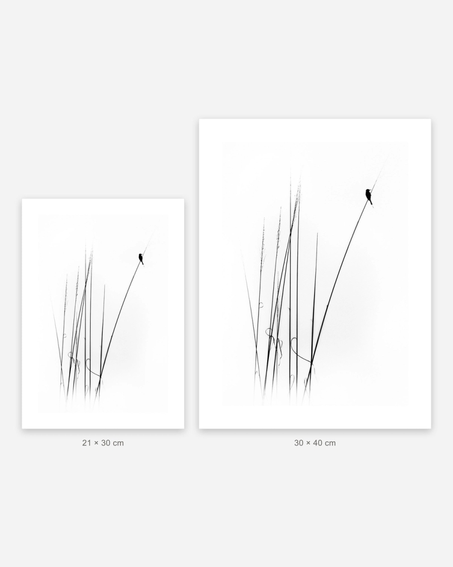 Bird on Reeds poster in 2 sizes, shown to scale: 21 × 30 and 30 × 40 cm