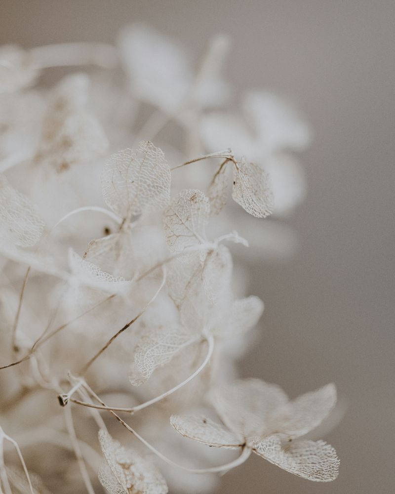 Dried hydrangea petals