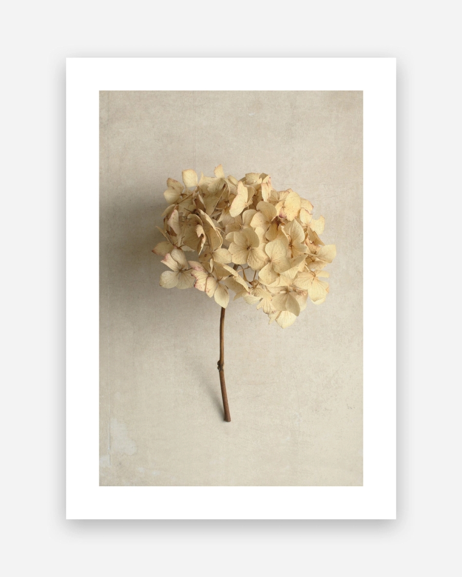 Dried Hydrangea Stem poster with a white border, unframed on a light gray background