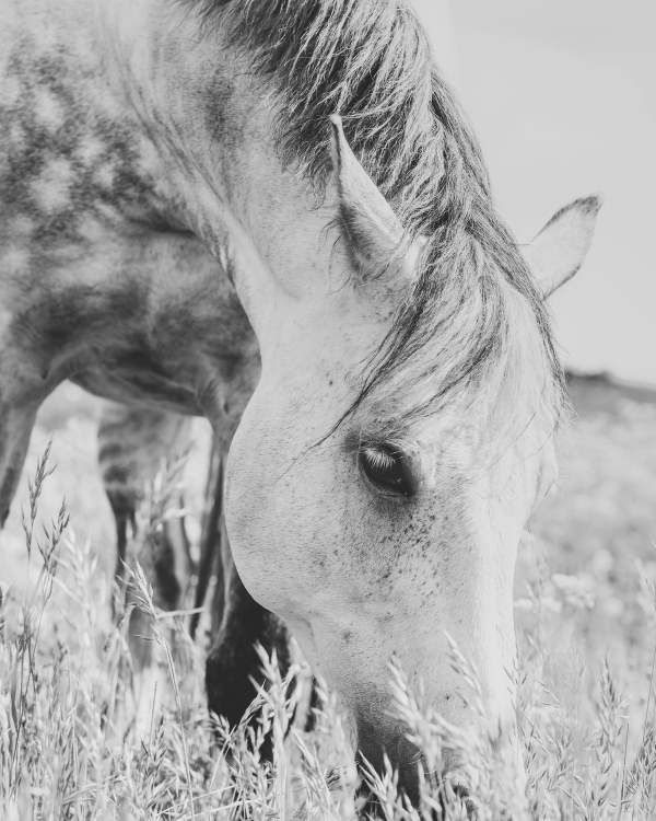 Black and white close-up of a dappled gray horse grazing in tall summer grass