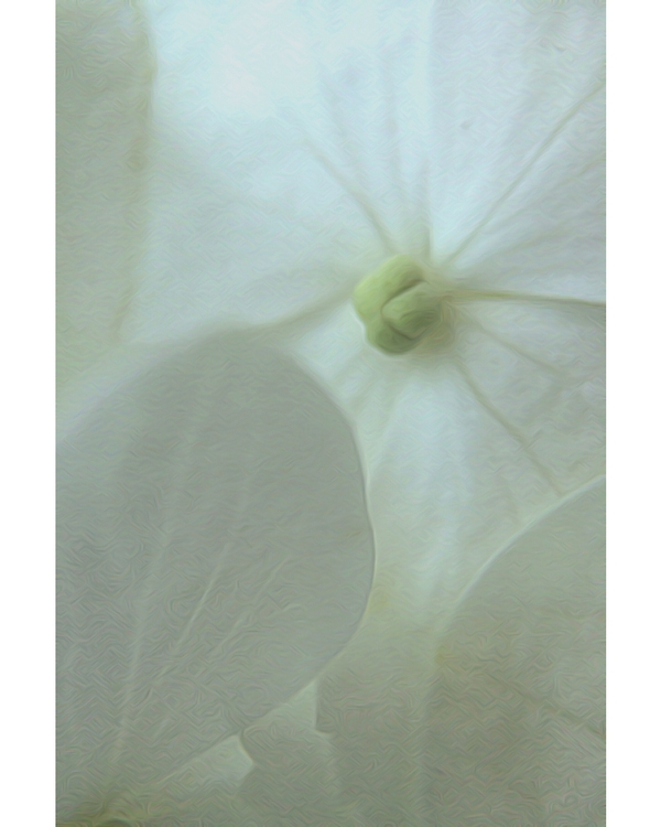 Soft white flower with translucent petals and gentle light