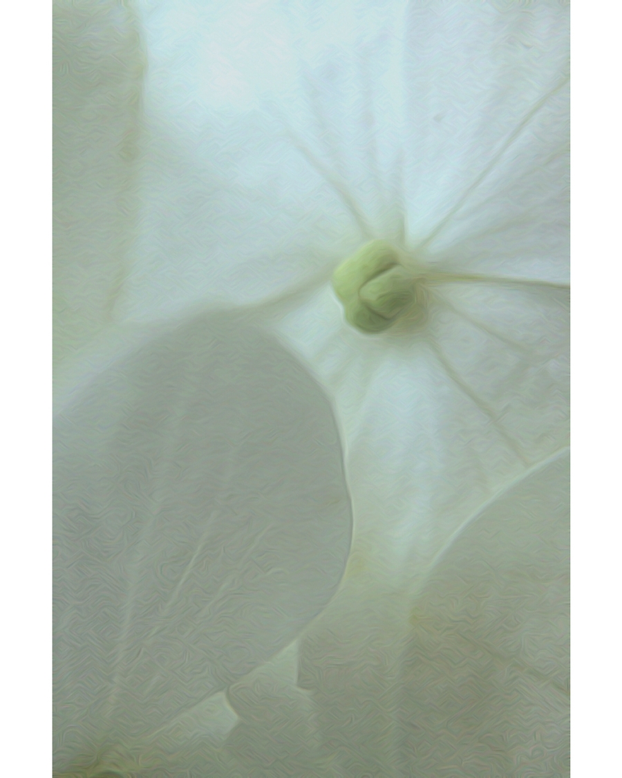 Soft white flower with translucent petals and gentle light