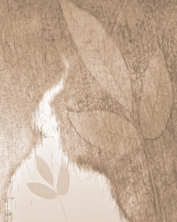 Abstract sepia photo of leaf shapes layered over sandy texture and a pale stream of water