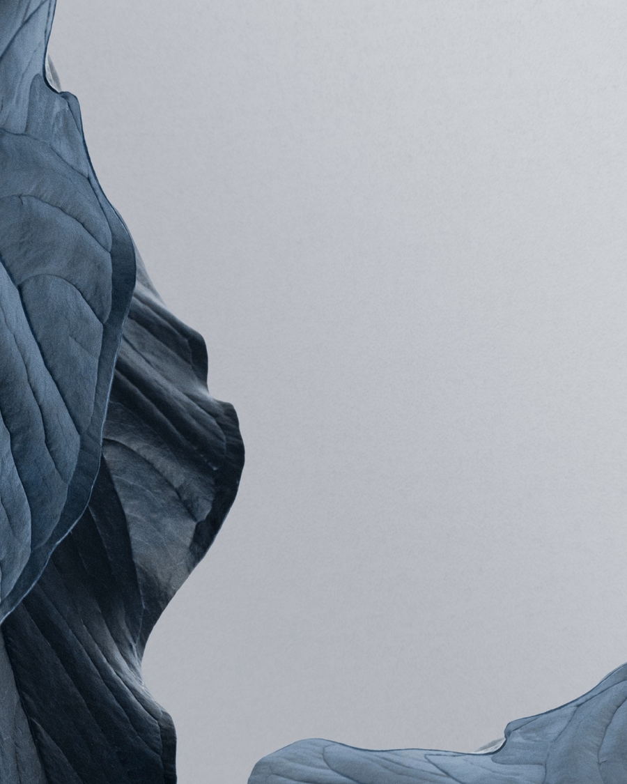 Dried blue nav petal