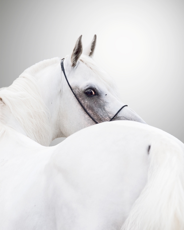 White horse looking back with graceful elegance
