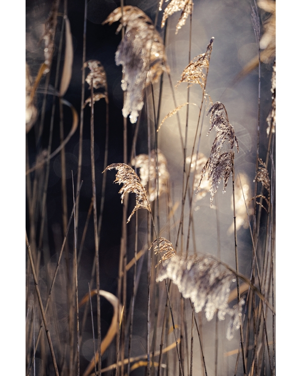 Golden reeds in soft sunlight with blurred natural background