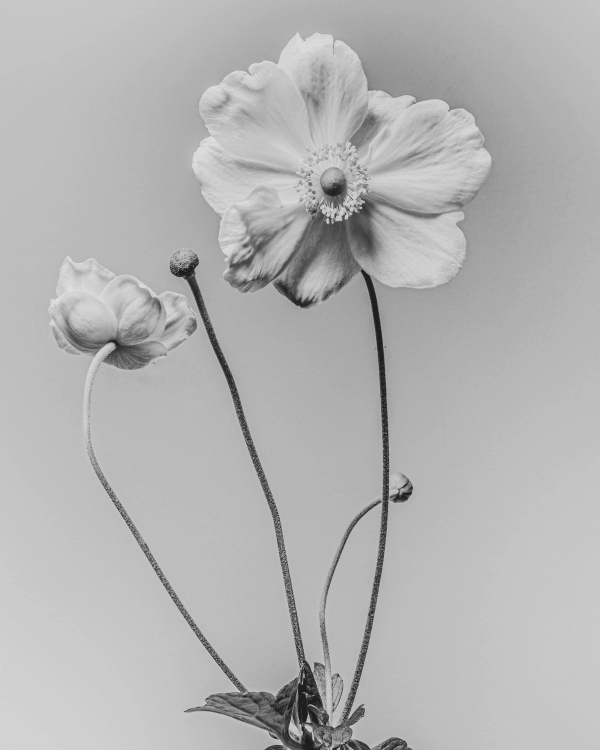 Black and white photograph of an anemone flower and bud on slender stems against a gray background