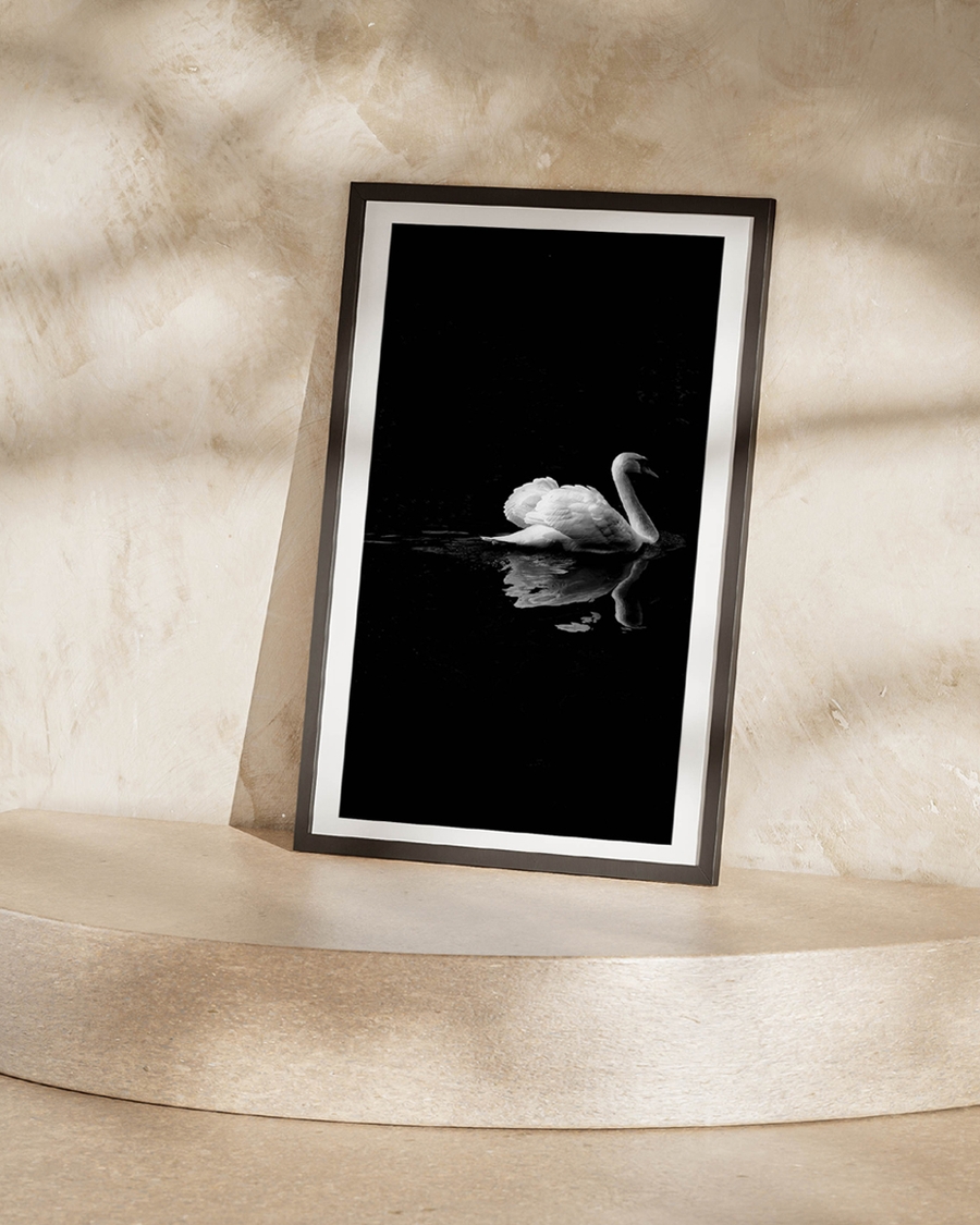 A poster of a white swan gliding on dark water with reflection