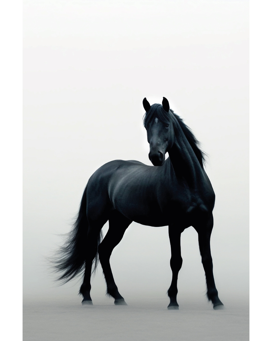 Black horse standing in soft misty background