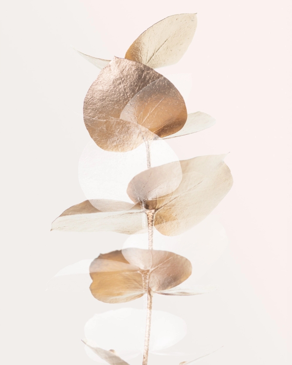 Dried eucalyptus branch with translucent leaves in gold and beige on a pale background