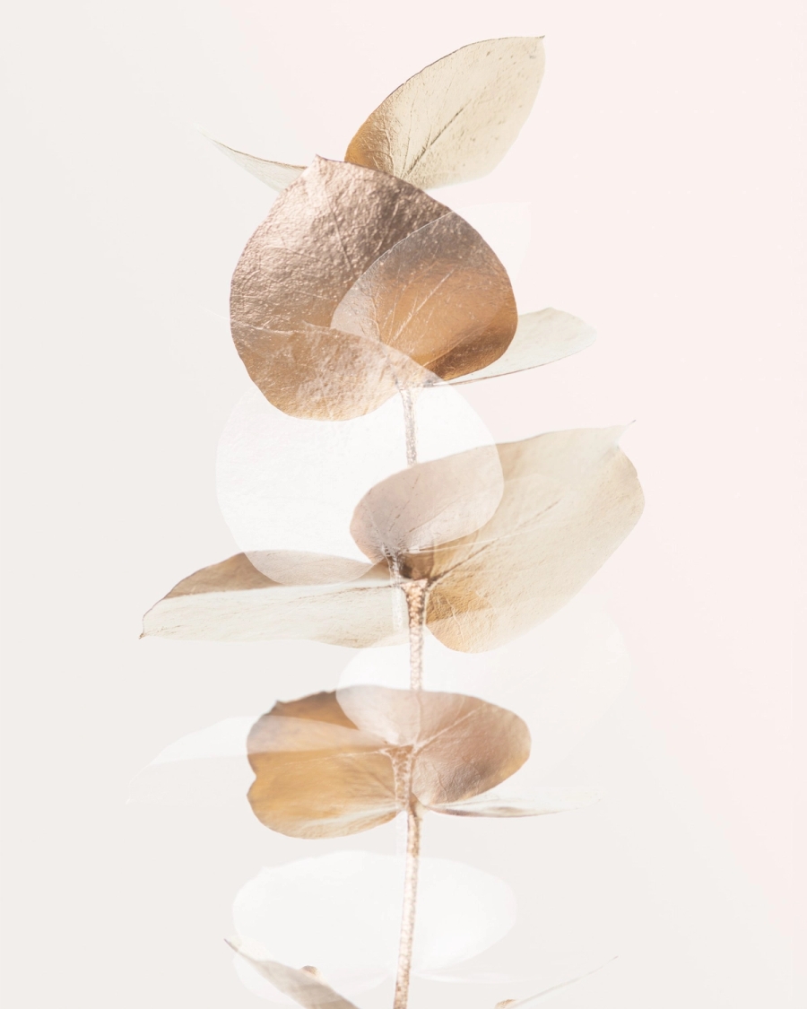 Dried eucalyptus branch with translucent leaves in gold and beige on a pale background