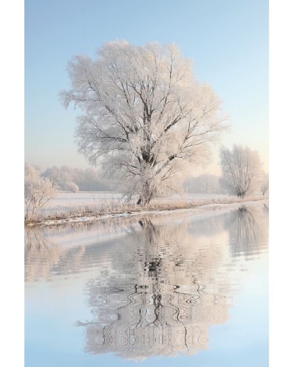 Frost covered tree reflected in calm winter water
