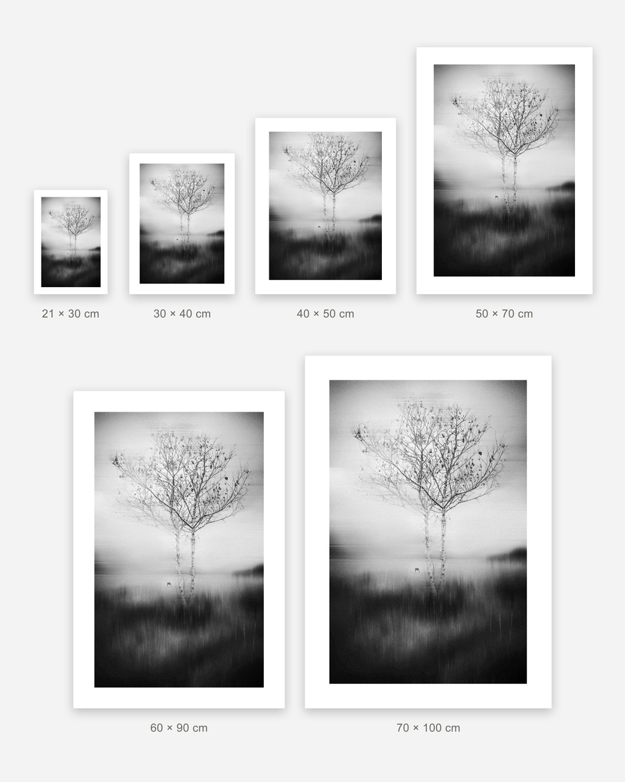 Birch in Haze poster in 6 sizes, shown to scale: 21 × 30, 30 × 40, 40 × 50, 50 × 70, 60 × 90 and 70 × 100 cm