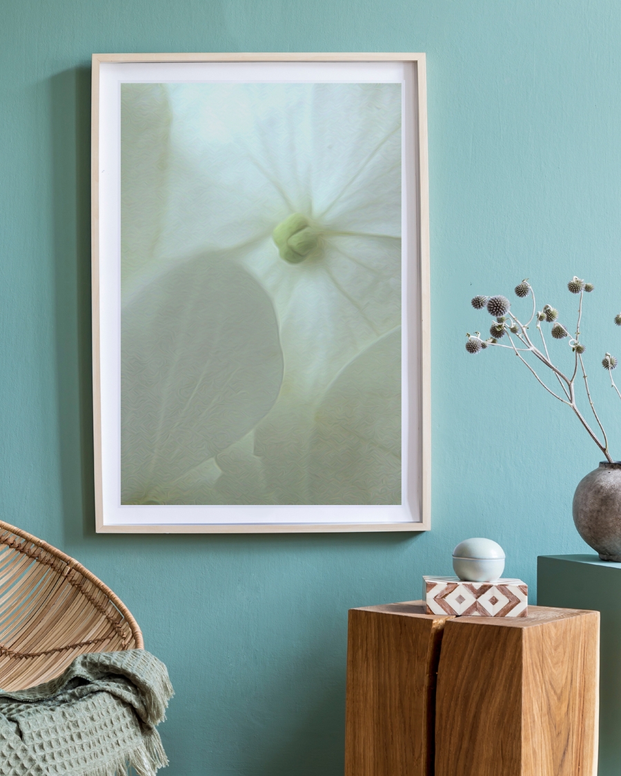 A poster of a Soft white flower with translucent petals and gentle light