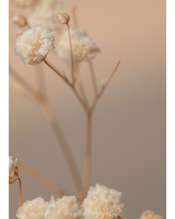 Close-up of dried flowers in soft beige tones
