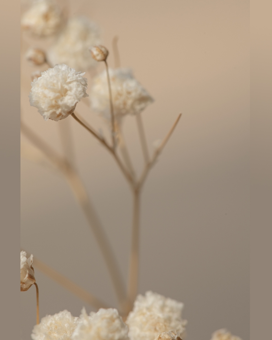 Close-up of dried flowers in soft beige tones