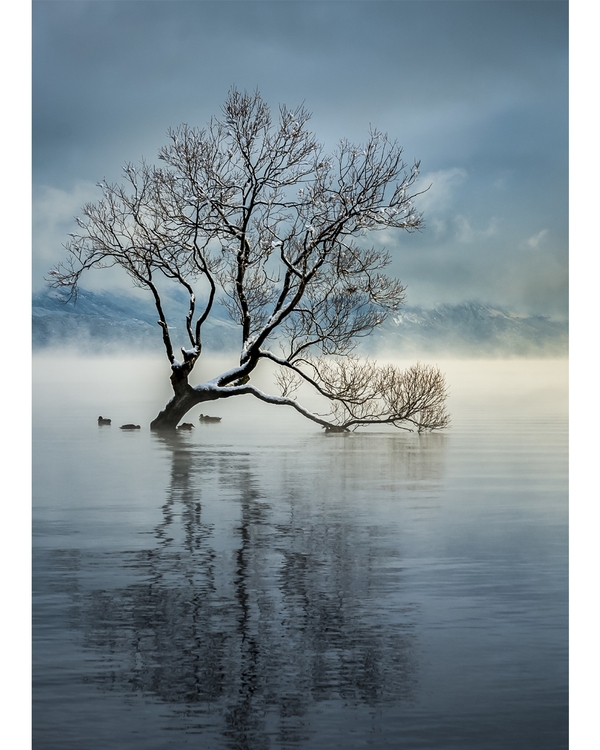 Lone tree in misty water with soft reflections