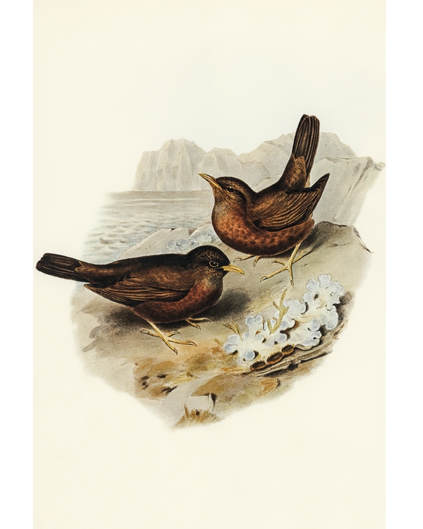 Illustrated birds standing near rocky coast by sea