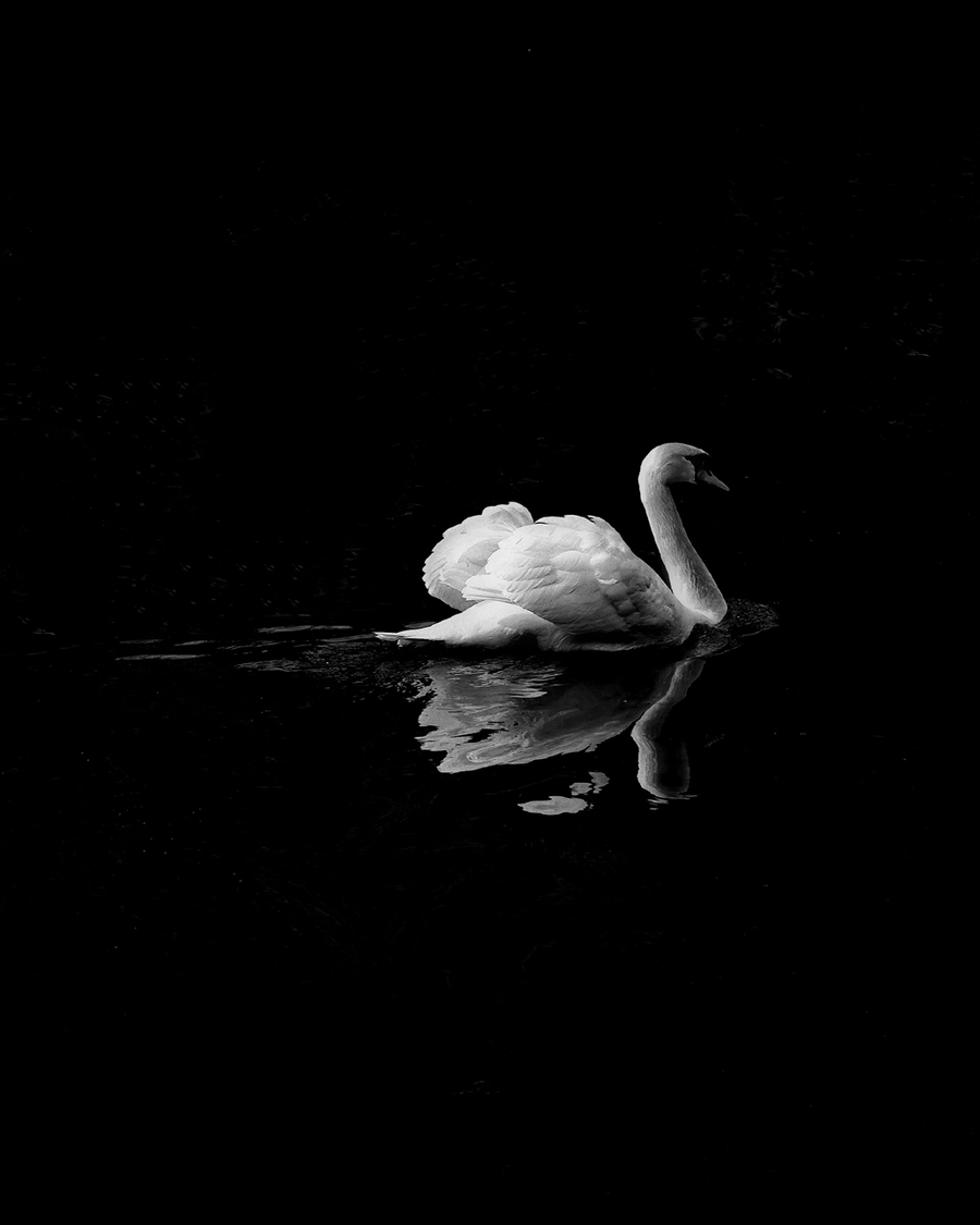 White swan gliding on dark water with reflection