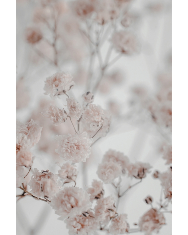 Soft pale flowers with airy and blurred background