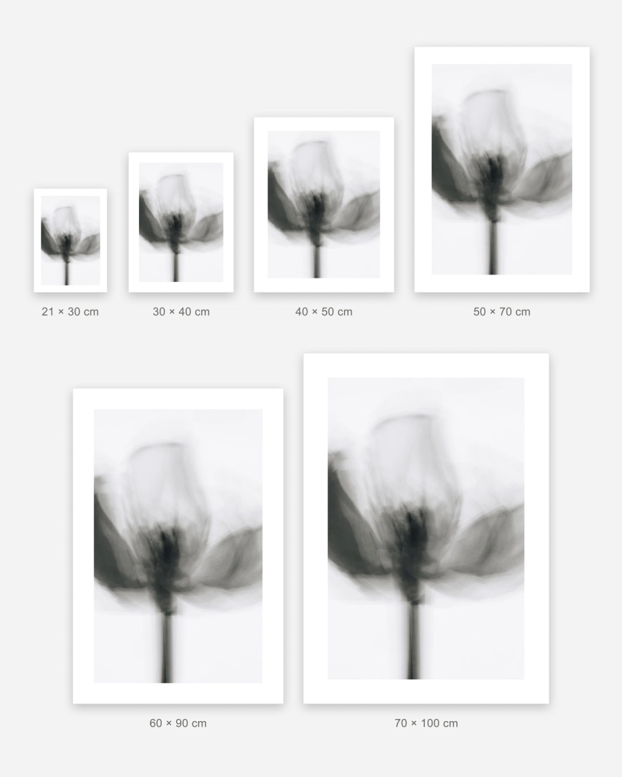 Blurred Tulip Study poster in 6 sizes, shown to scale: 21 × 30, 30 × 40, 40 × 50, 50 × 70, 60 × 90 and 70 × 100 cm