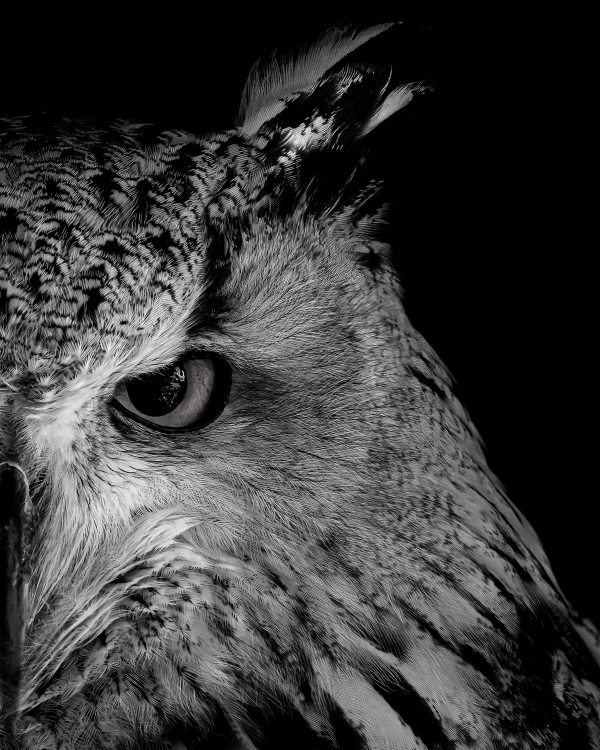 Black and white close-up photograph of an owl's head and eye against a dark background