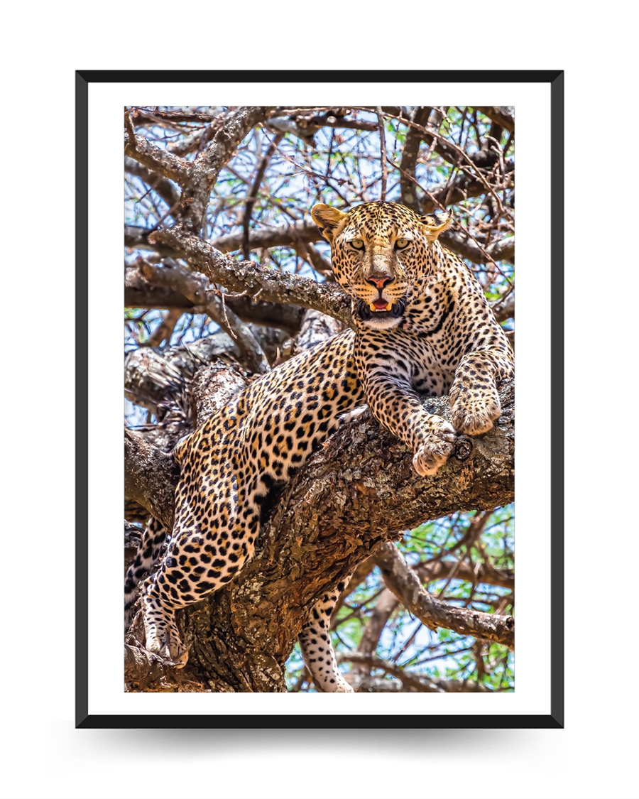 A poster of a Leopard resting on tree branch in sunlight