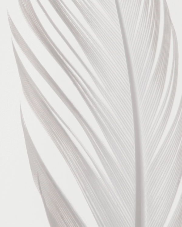 Close-up of a white feather in soft tone-on-tone white and pale gray