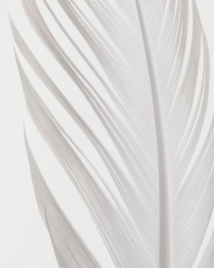 Close-up of a white feather in soft tone-on-tone white and pale gray