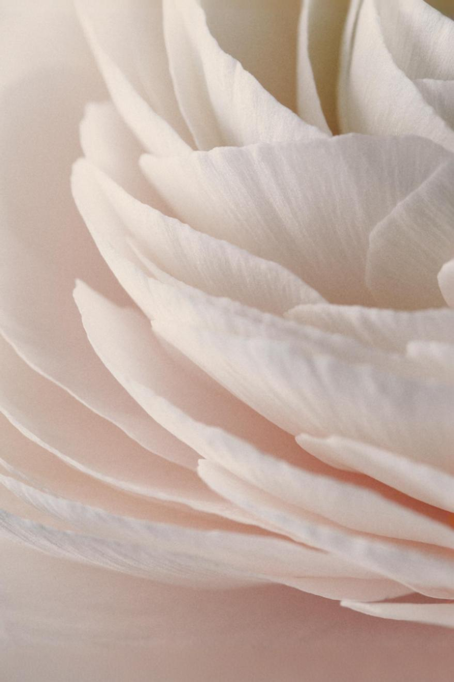 Close-up of layered soft white flower petals