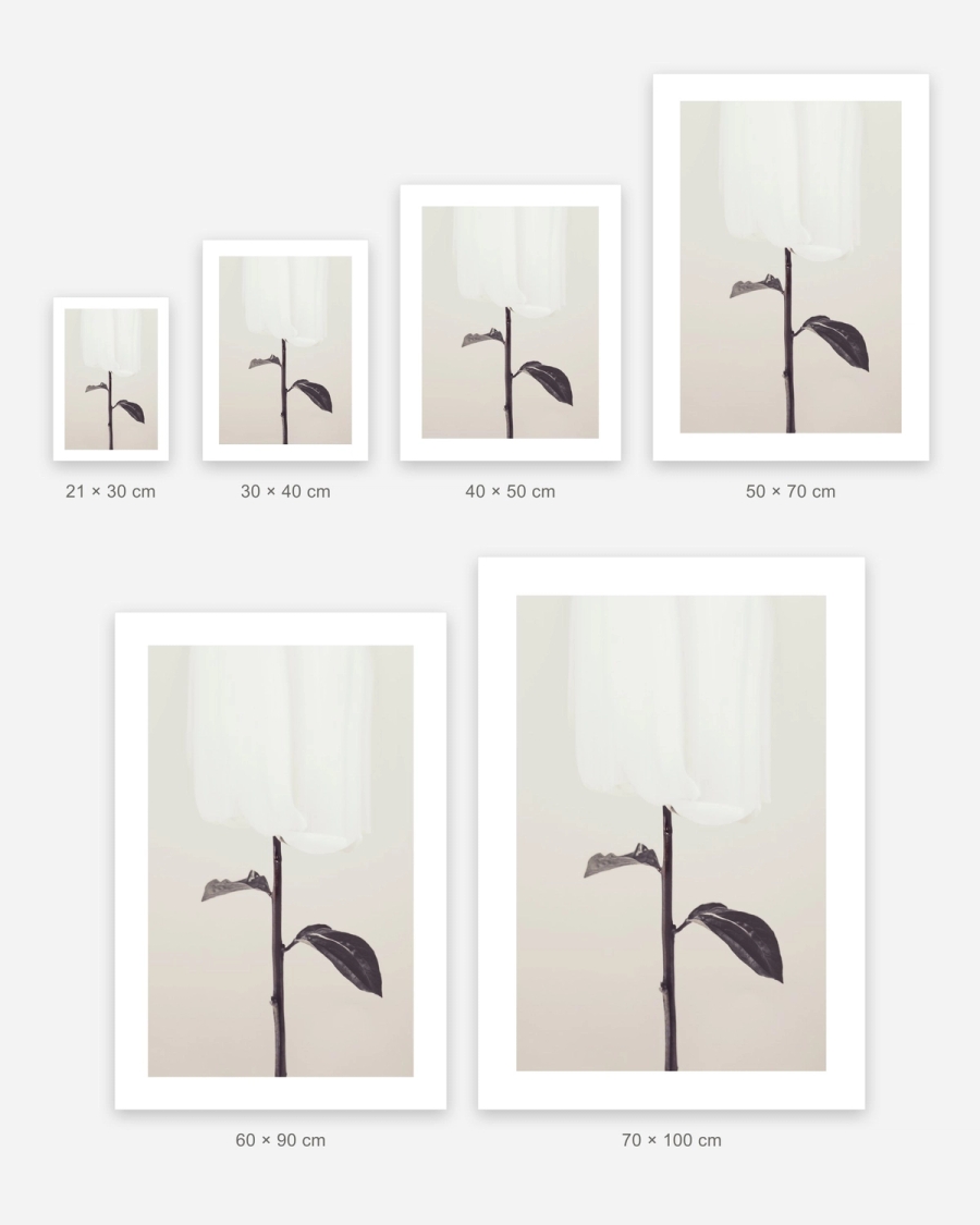 Veiled Bloom poster in 6 sizes, shown to scale: 21 × 30, 30 × 40, 40 × 50, 50 × 70, 60 × 90 and 70 × 100 cm