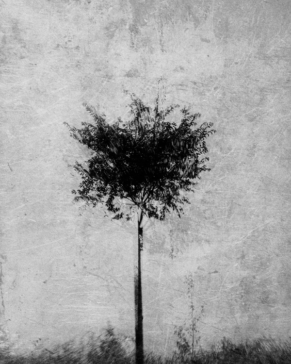 Black and white photo of a lone tree with blurred leaves on a scratched, grainy gray background