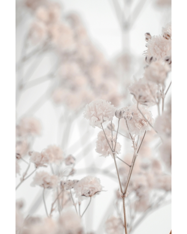 Soft blush dried flowers with dreamy blurred background