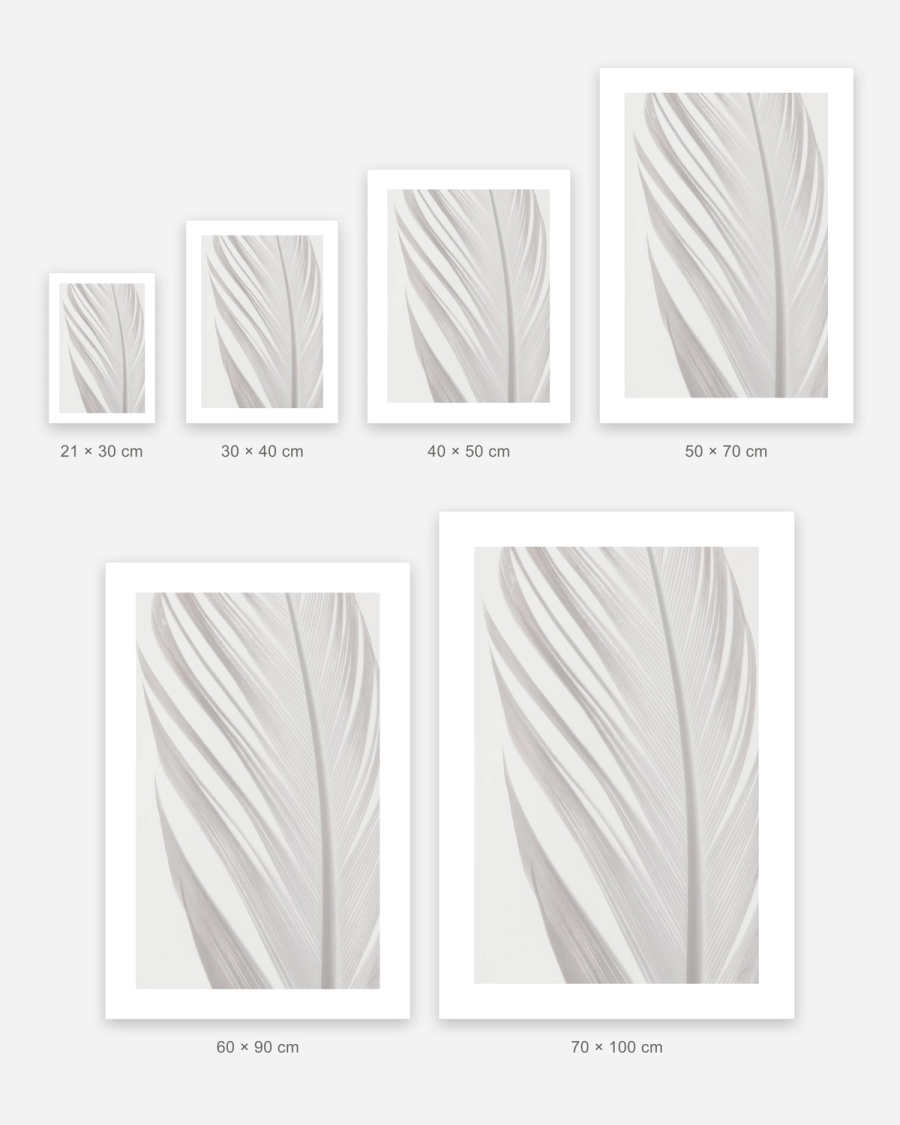 White Plume poster in 6 sizes, shown to scale: 21 × 30, 30 × 40, 40 × 50, 50 × 70, 60 × 90 and 70 × 100 cm