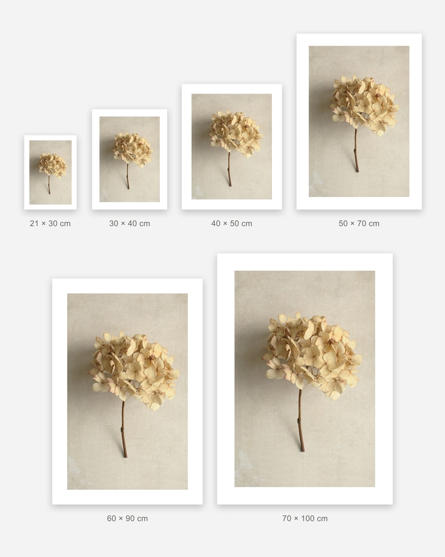 Dried Hydrangea Stem poster in 6 sizes, shown to scale: 21 × 30, 30 × 40, 40 × 50, 50 × 70, 60 × 90 and 70 × 100 cm