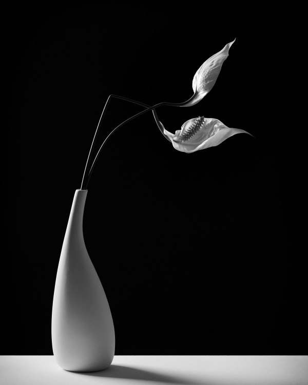 Black and white still life of two pale lily blooms in a slim white vase against a dark background