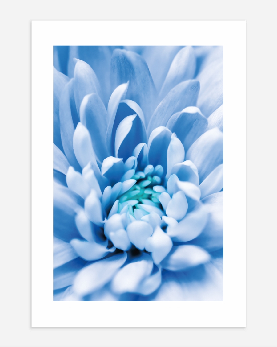 A poster of a Close‑up blue flower with soft petals