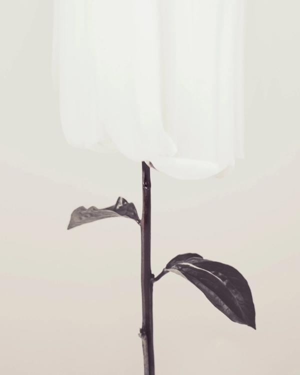Minimalist photo of a pale white bloom on a dark stem with two leaves against a warm greige background
