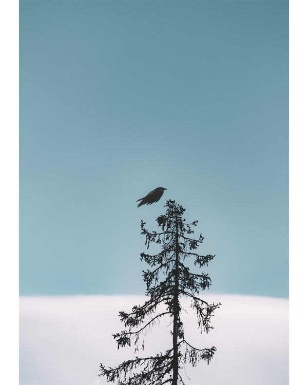 Bird resting on tall tree against open sky